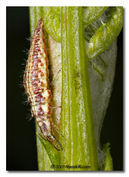 Chrysoperla carnea