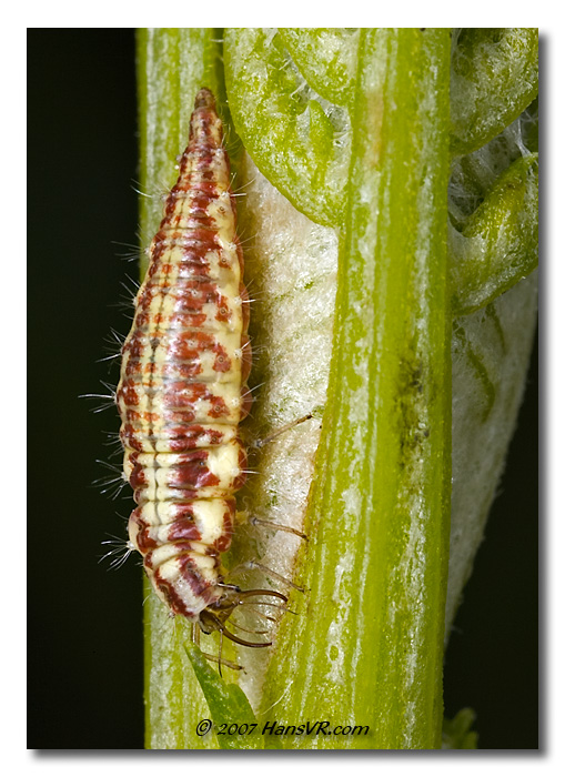 Chrysoperla carnea