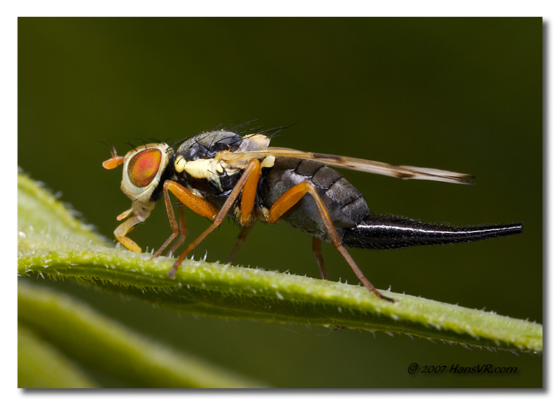 Urophora stylata