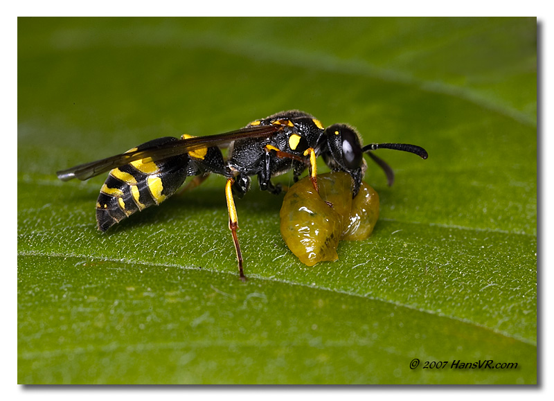 Symmorphus murarius