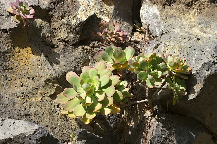 There are at least 11 different endemic species of Aeonium on La Palma.
