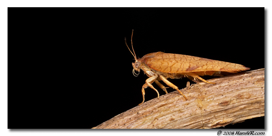 Cacoecimorpha pronubana