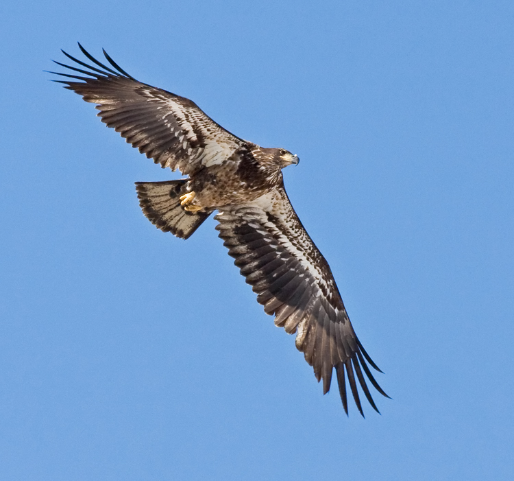 Immature, hatched in 2008