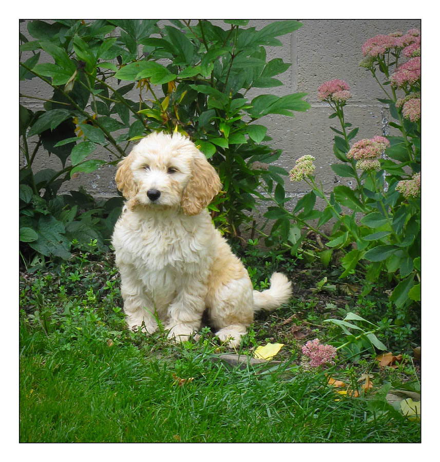 Labradoodle 01