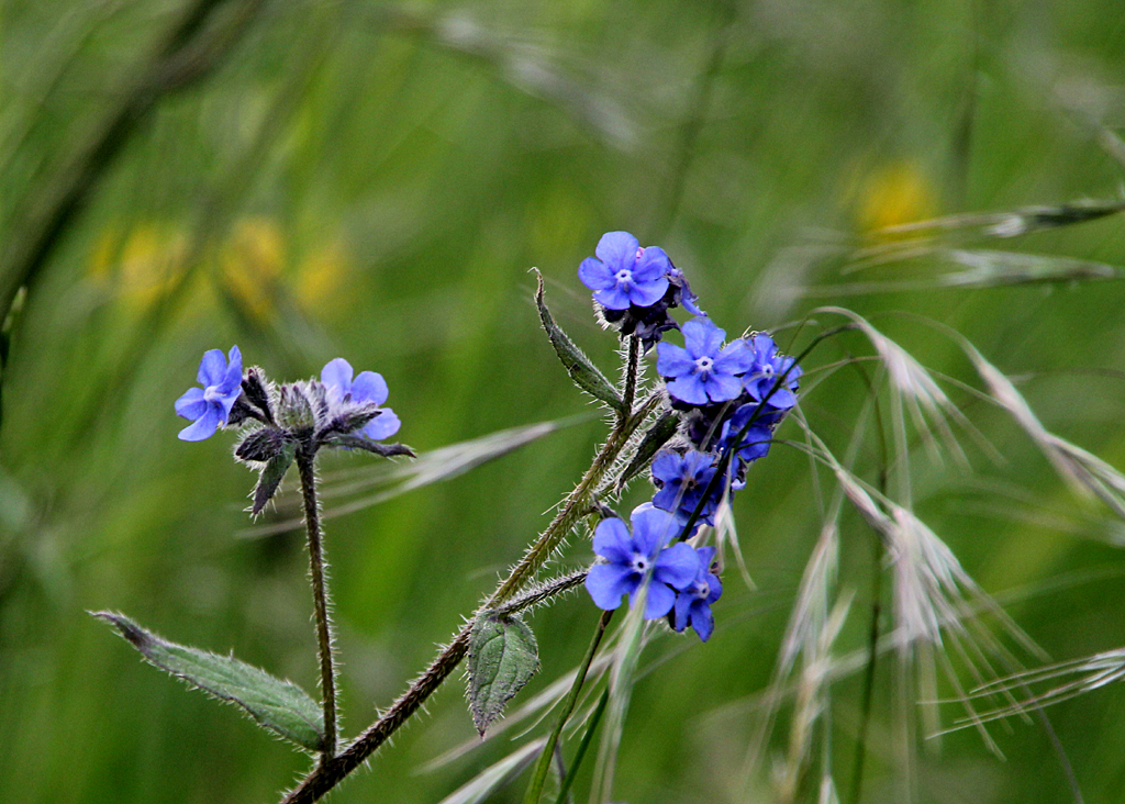 129:366<br>Forget Me Not