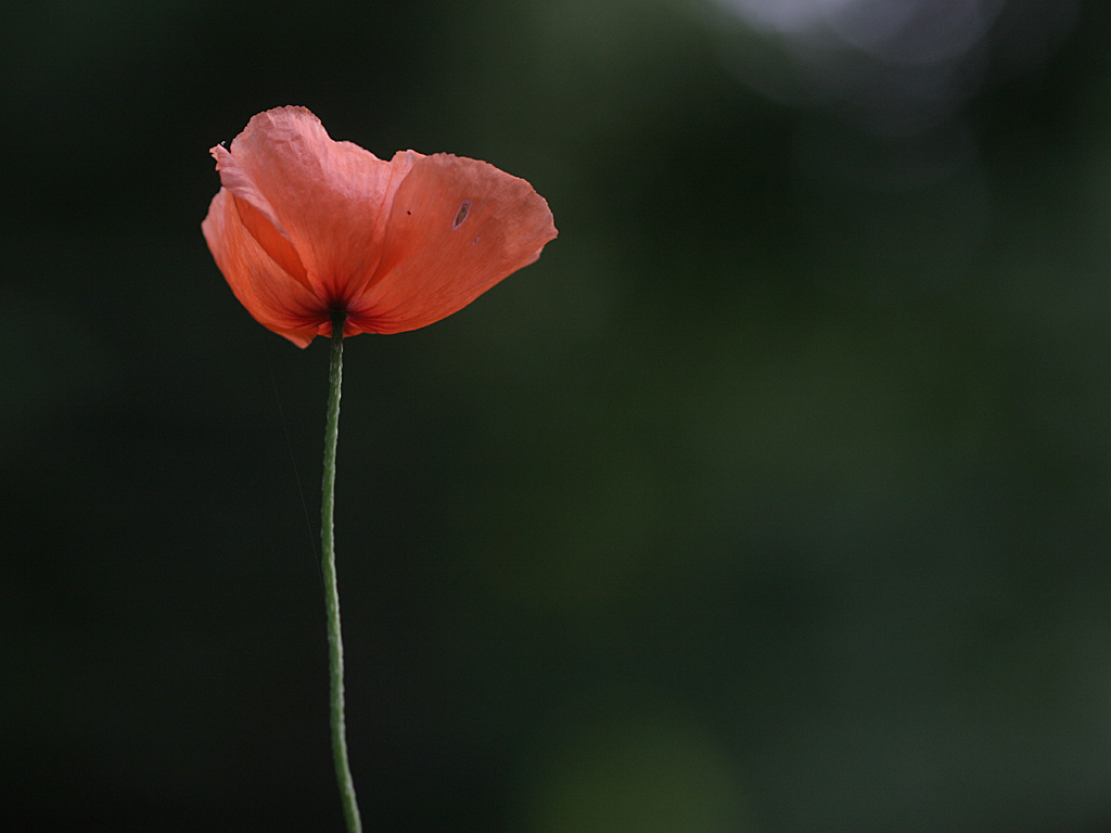 July 14 2007: <br> Lonesome Poppy