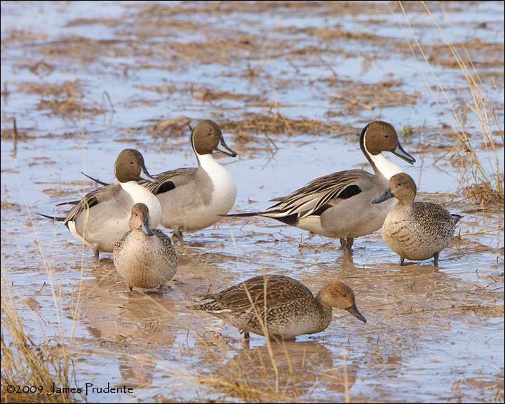 Northern Pintails