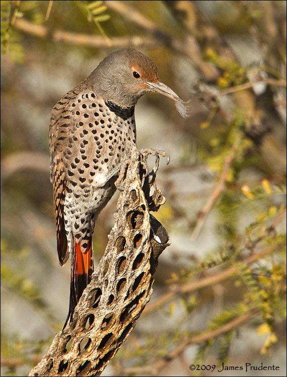 Northern Flicker