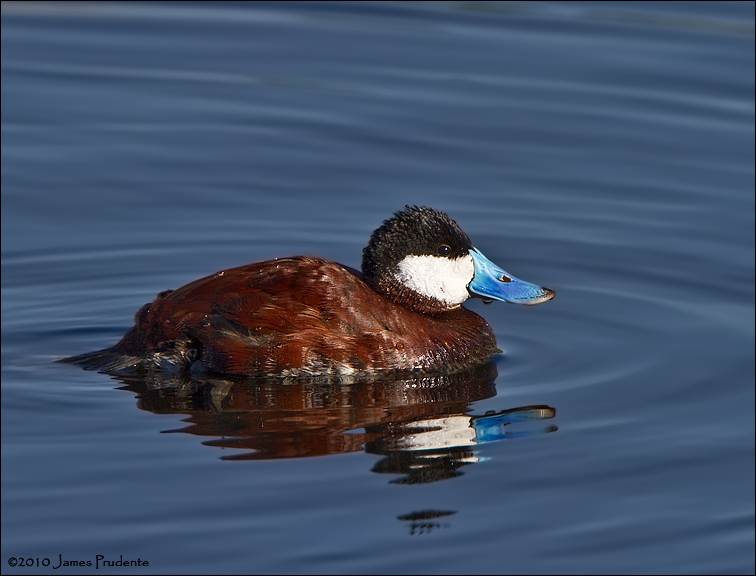 Ruddy Duck