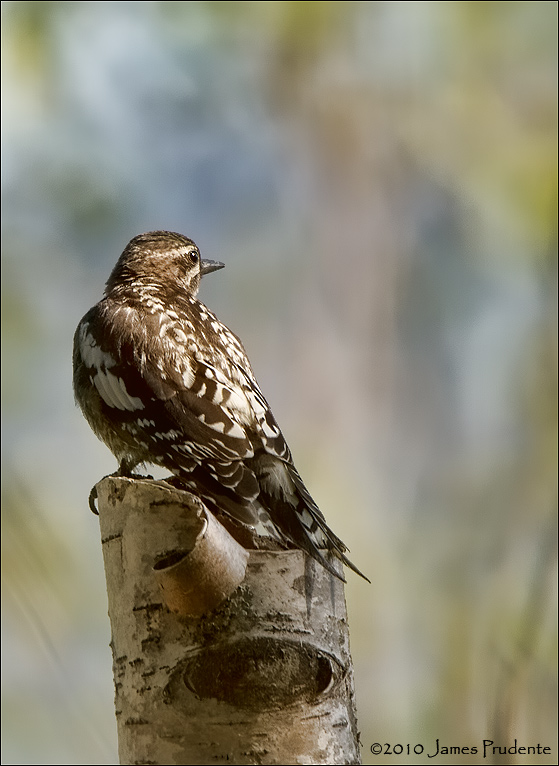 Red-Naped Sapsucker