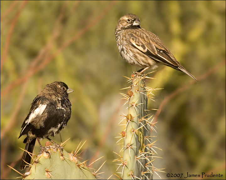 Lark Bunting pair