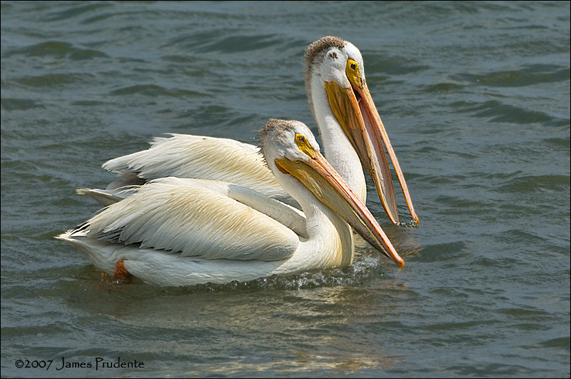 American Pelican