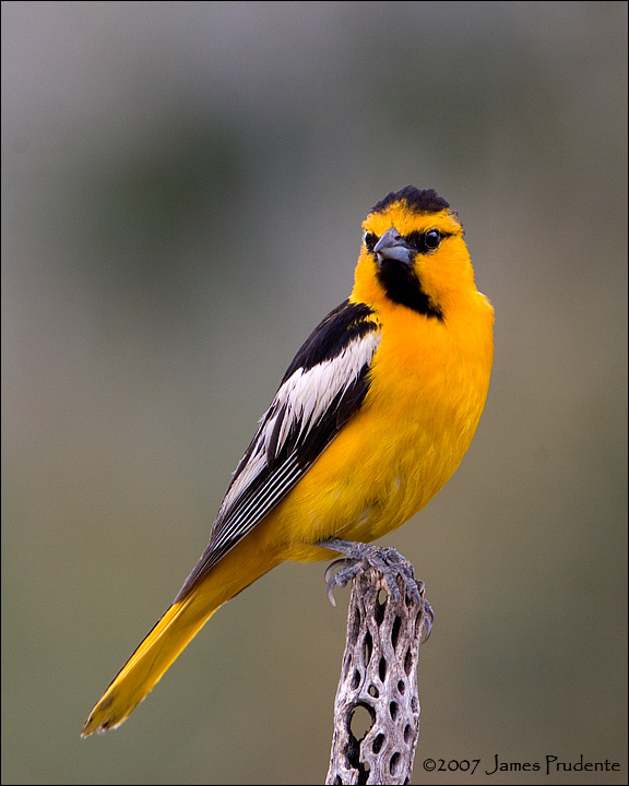 Bullocks Oriole