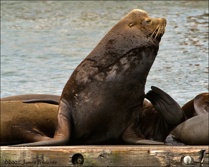 California Sea Lion