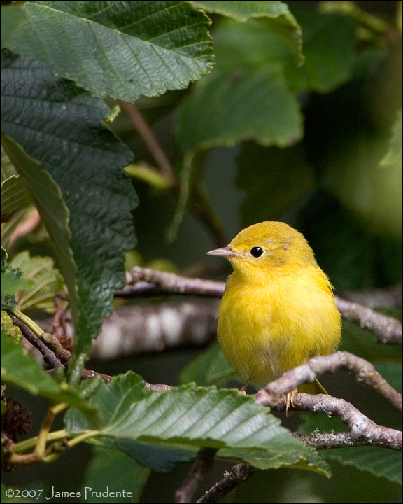 Wilsons Warbler