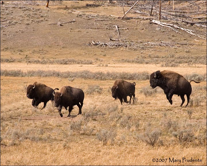 Bison