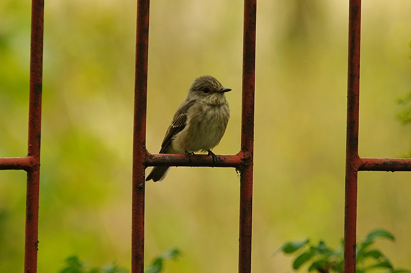 Muchowka szara (Muscicapa striata)