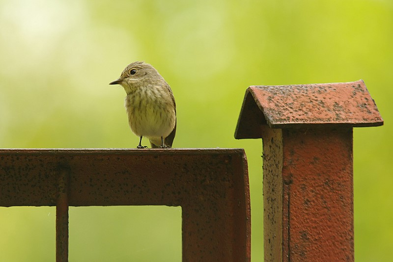 Muchowka szara (Muscicapa striata)