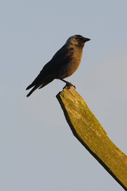 Kawka (Corvus monedula)