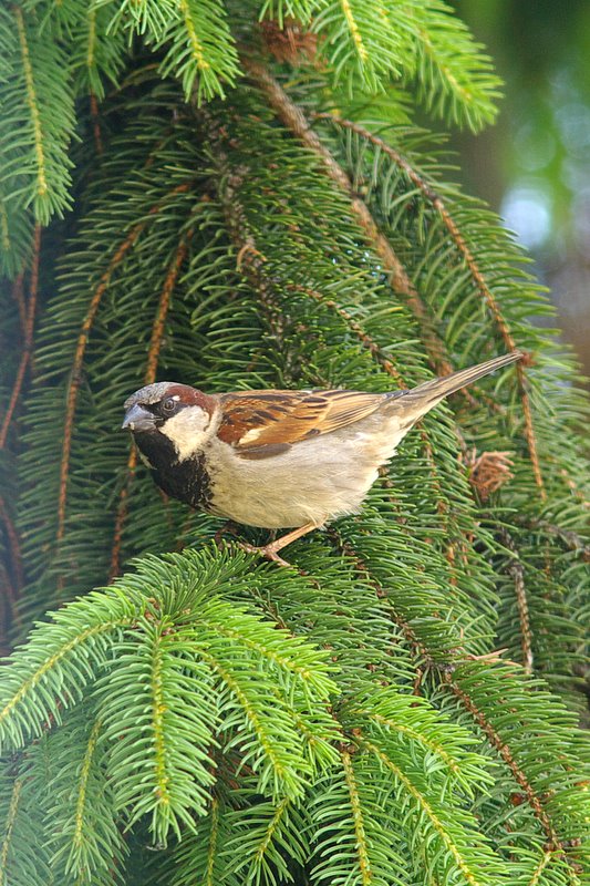 Wrbel domowy (Passer domesticus)