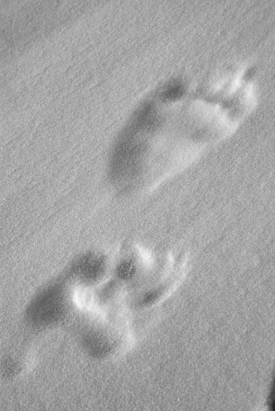 Bear's footsteps