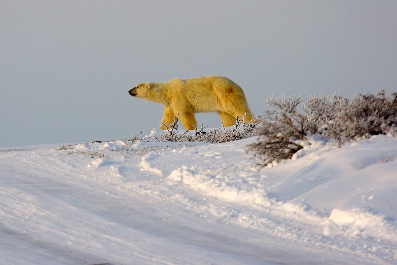 Polar Bear on road to Churchill