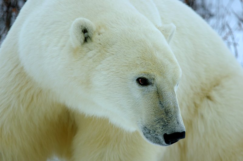 Classic Polar Bear Photo Adventure