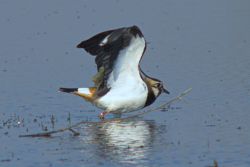 Czajka zwyczajna (Vanellus vanellus)