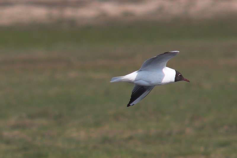 Mewa œmieszka (Larus ridibunus)