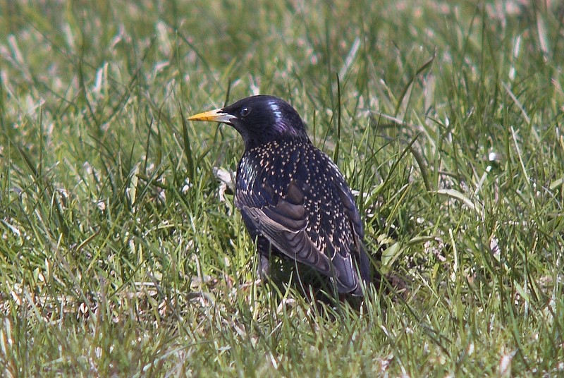 Szpak (Sturnus vulgaris)