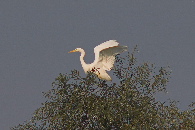 Czapla biała (Egretta alba)