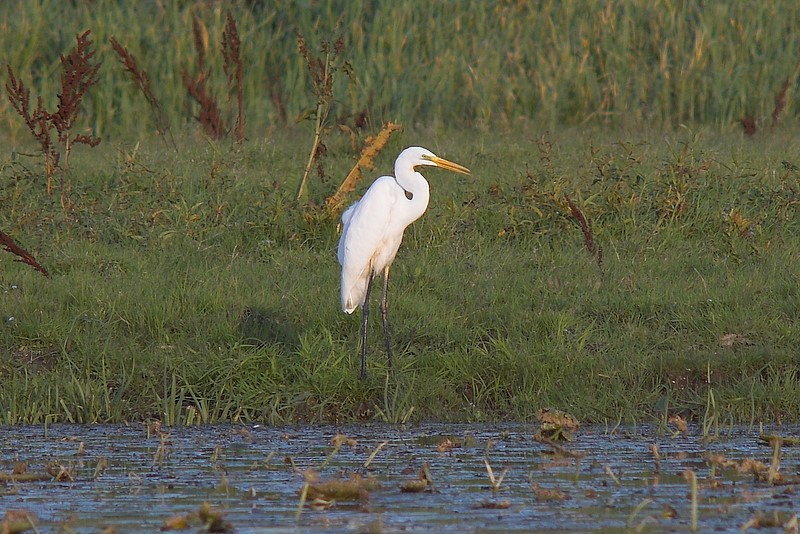 Czapla biała (Egretta alba)