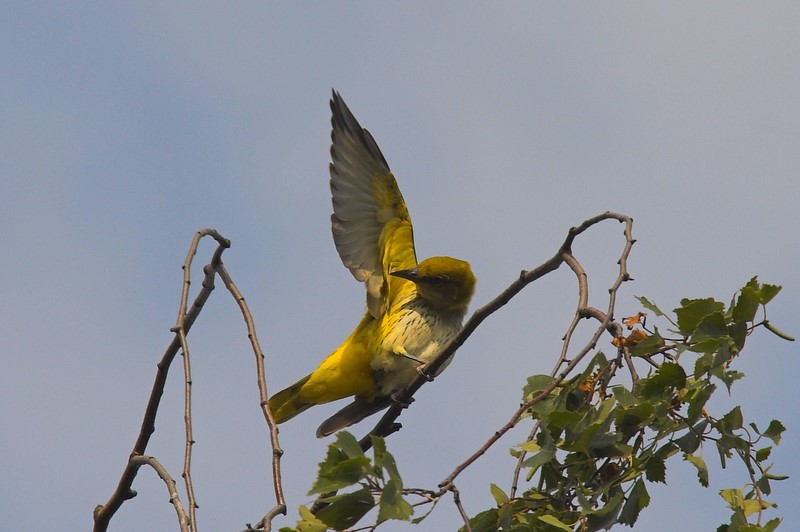 Wilga (Oriolus orilus)