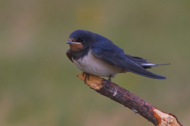 Dymwka (Hirundo rustica)