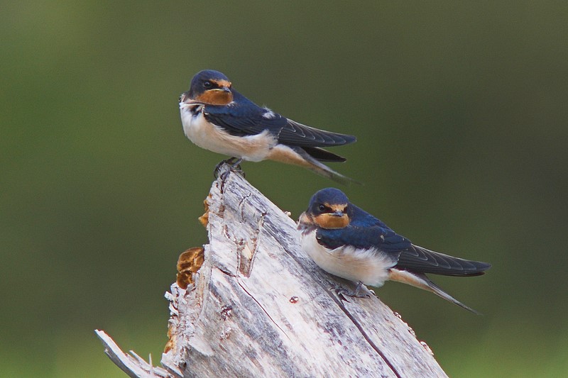 Dymwka (Hirundo rustica)