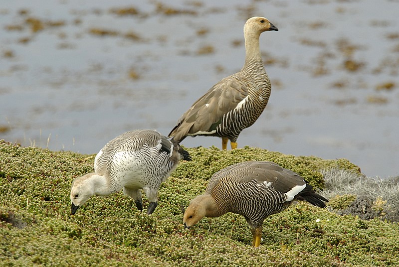 greater upland goose