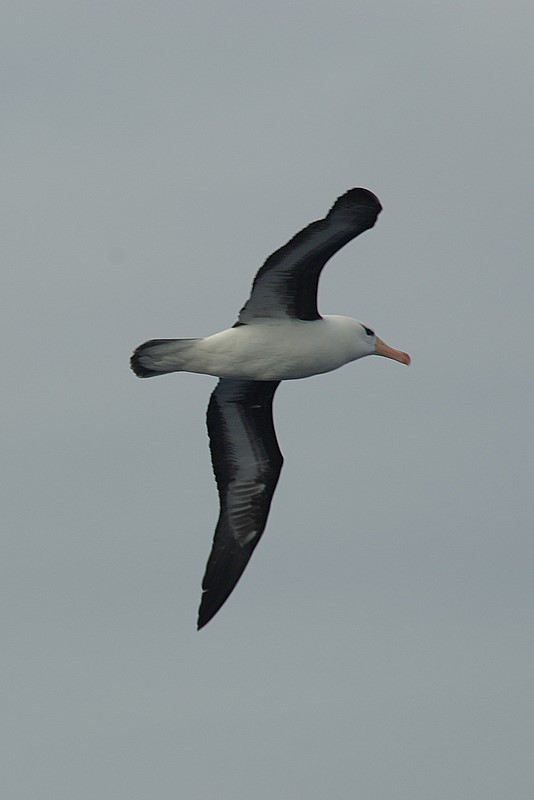 black-browed albatros