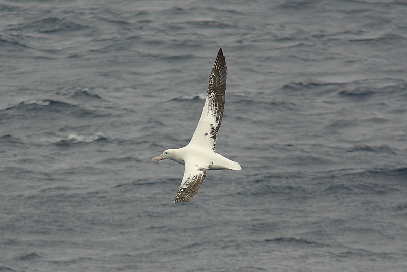 wandering albatros