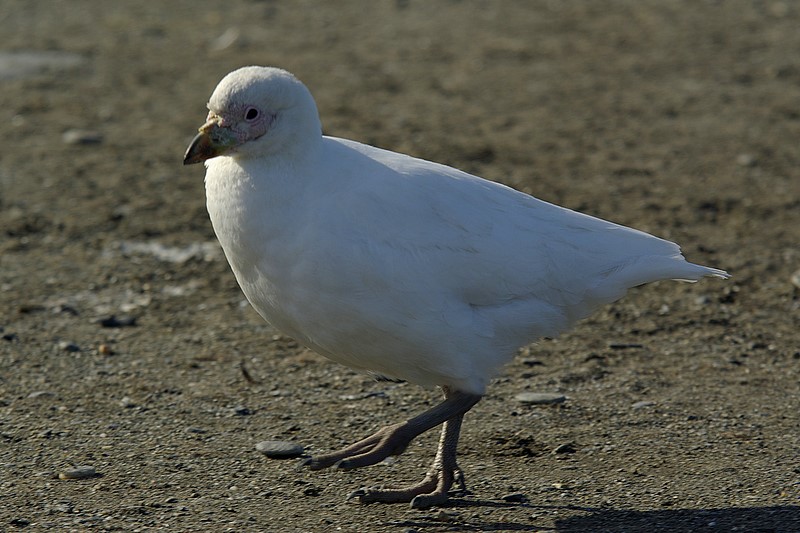 pochwodzib todzioby (chionis alba)