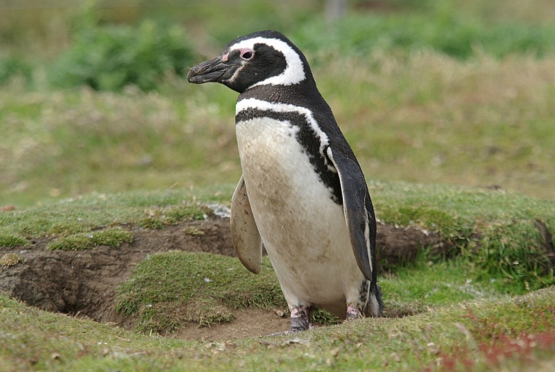 Magellanic penguin on Carcass Island