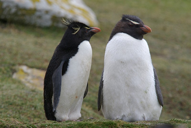 Rockhopper penguin on Saunders Island