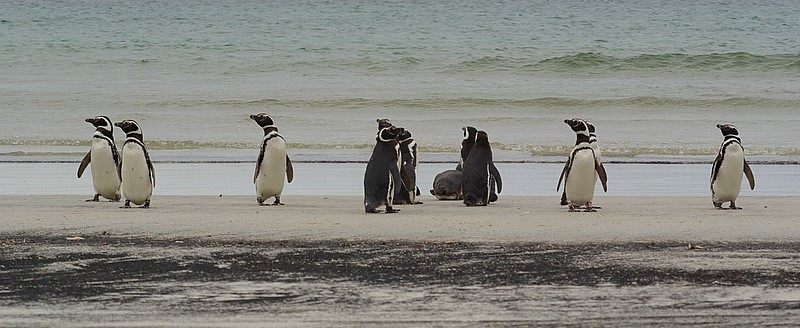 Magellanic penguin on Saunders Island