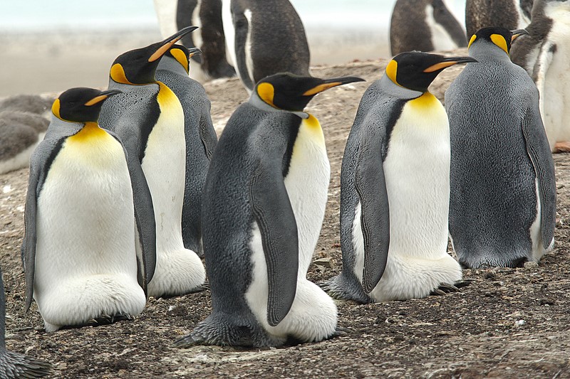 King penguin on Saunders Island
