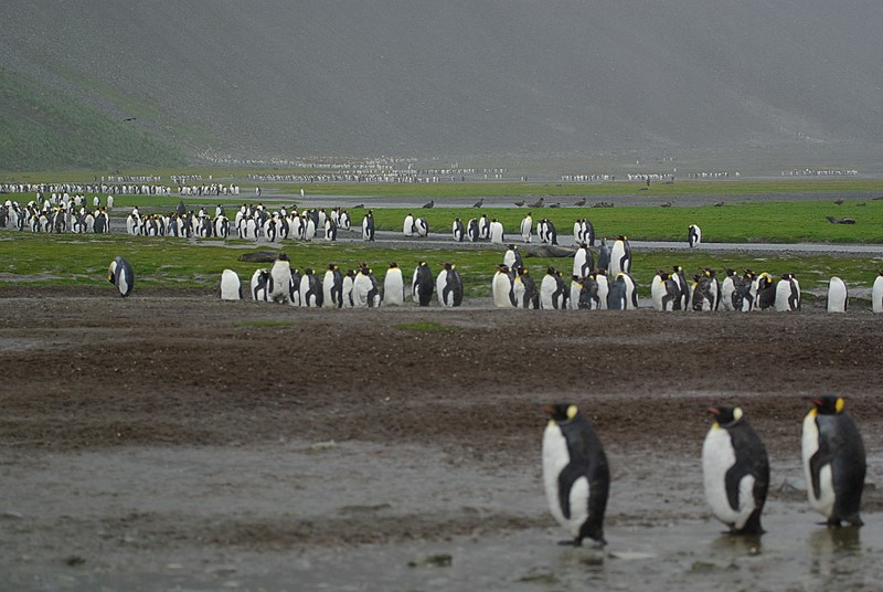 King penguin - Right Whale Bay
