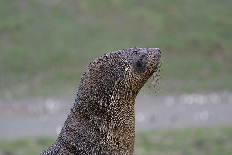 Fur seal - Right Whale Bay