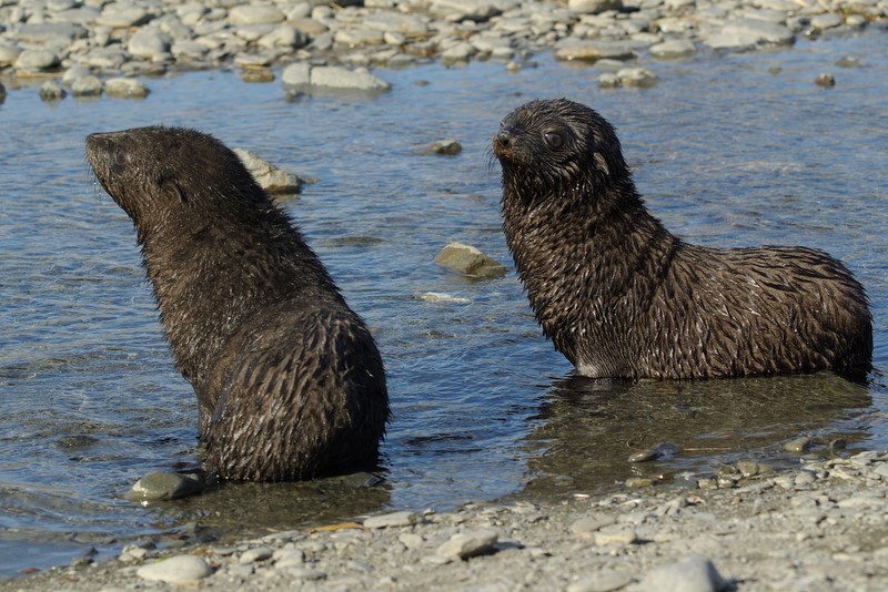 Fur seal - Fortuna Bay