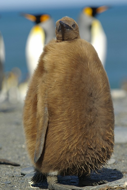 mody pingwin krlewski (aptenodytes patagonicus)