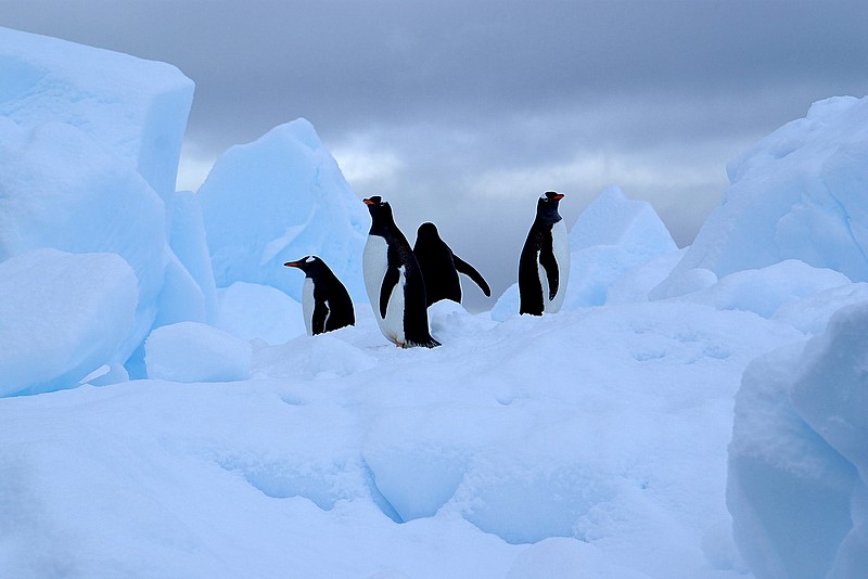 Gentoo penguin on iceberg - Neko Harbour