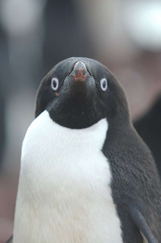 Adelie penguin - Petermann Island