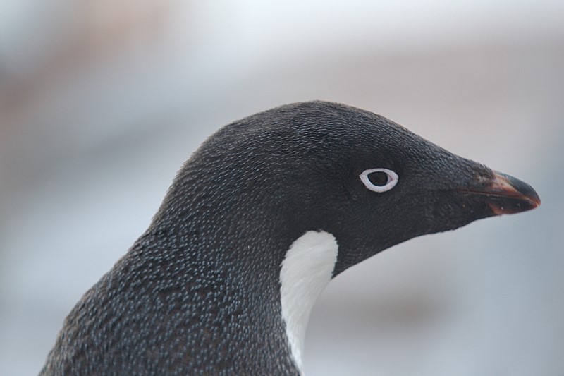 Adelie penguin - Petermann Island